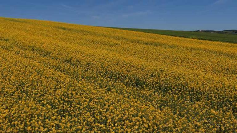 İstanbulda sarıya bürünen kanola tarlaları havadan görüntülendi