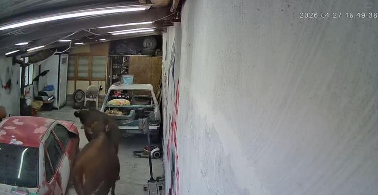 Ahırdan kaçan büyükbaşlar oto tamirciye girdi