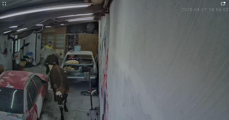 Ahırdan kaçan büyükbaşlar oto tamirciye girdi