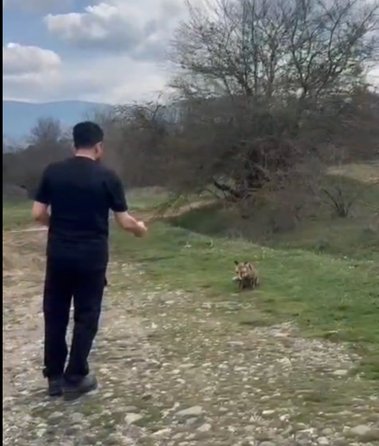 Tilkinin kek yediği anlar kamerada