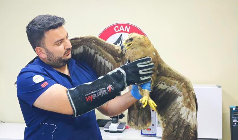 Vadide bitkin halde bulunan bozkır kartalı tedaviye alındı