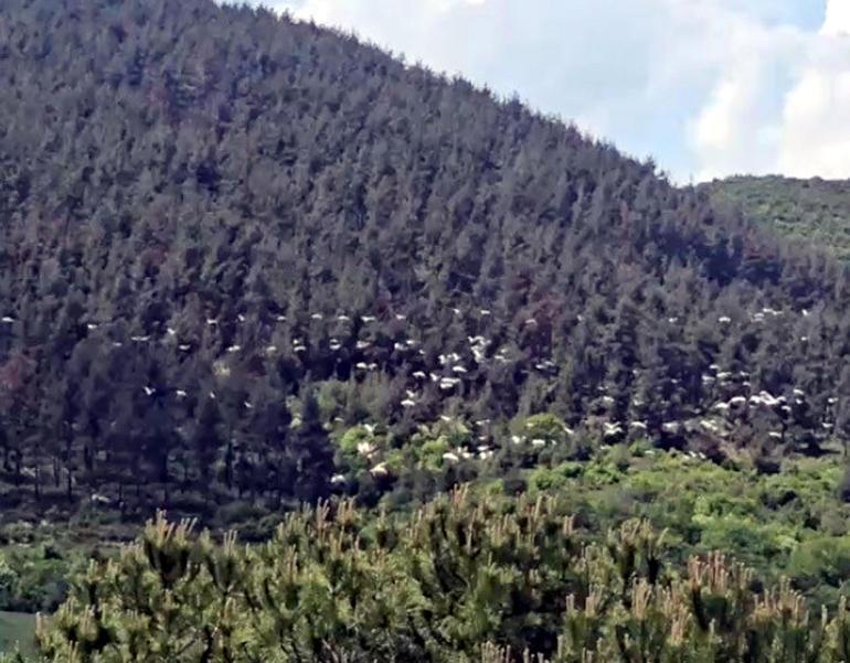 Gökyüzünü süsleyen pelikanların geçişi kamerada