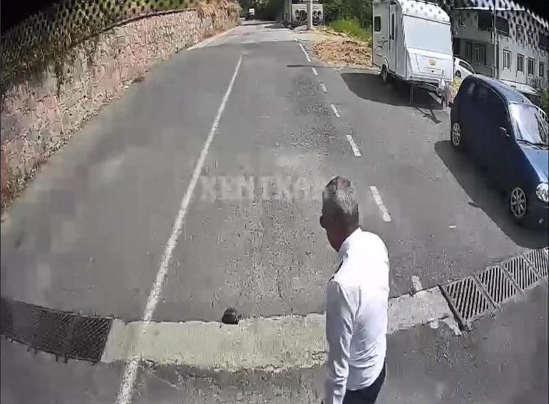 Otobüsü durdurup kaplumbağayı ezilmekten kurtardı