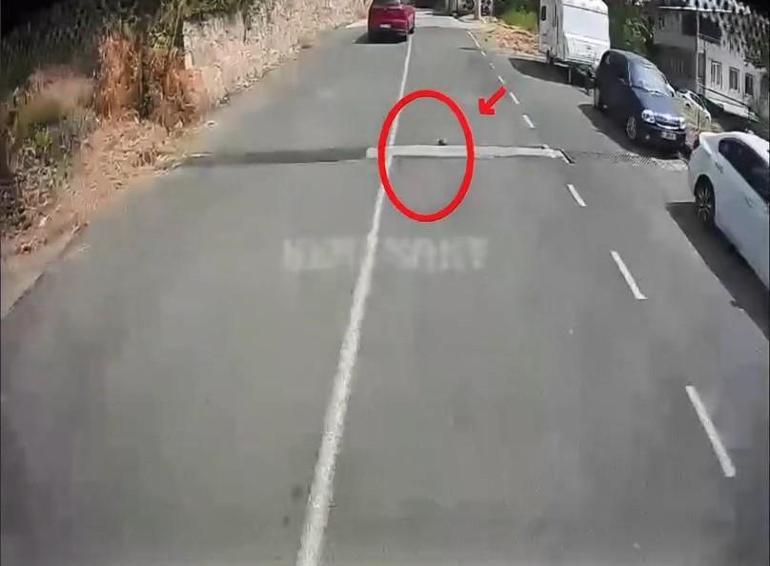 Otobüsü durdurup kaplumbağayı ezilmekten kurtardı