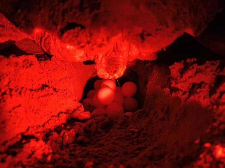 32 yıllık caretta mücadelesi; 1,5 milyon yavru denize ulaştı