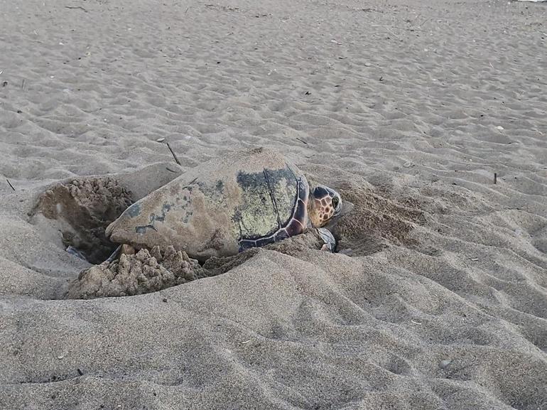 32 yıllık caretta mücadelesi; 1,5 milyon yavru denize ulaştı