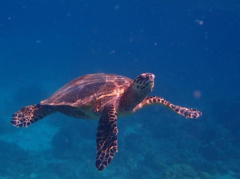 32 yıllık caretta mücadelesi; 1,5 milyon yavru denize ulaştı