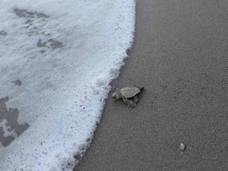 32 yıllık caretta mücadelesi; 1,5 milyon yavru denize ulaştı
