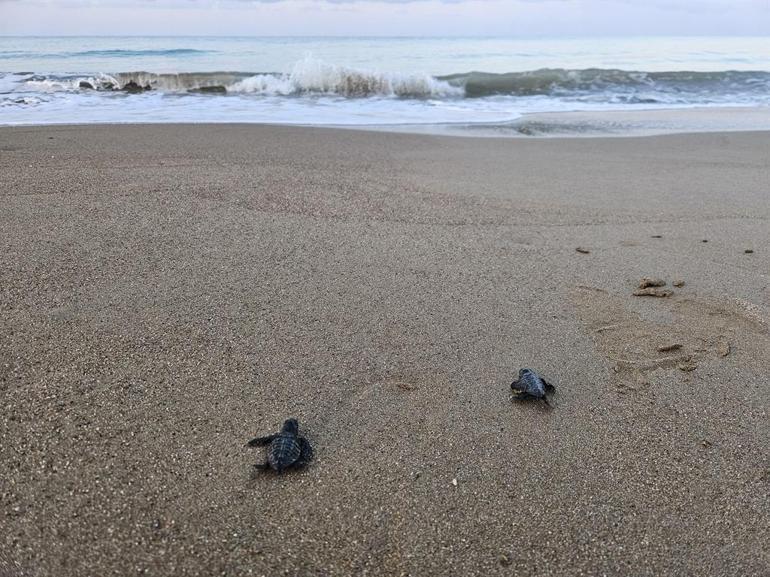 32 yıllık caretta mücadelesi; 1,5 milyon yavru denize ulaştı