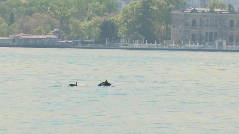 İstanbul Boğazında yunus sürprizi