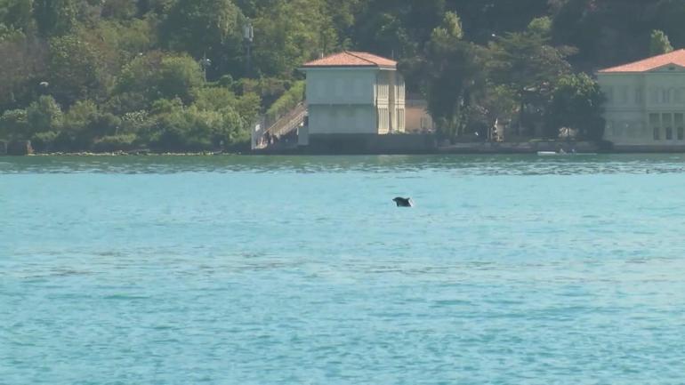 İstanbul Boğazında yunus sürprizi
