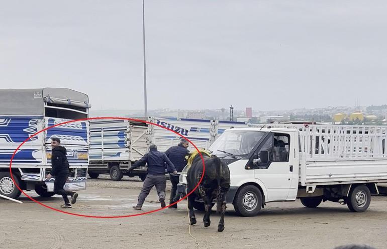 Canlı hayvan borsasında kaçan boğa paniğe neden oldu; o anlar kamerada
