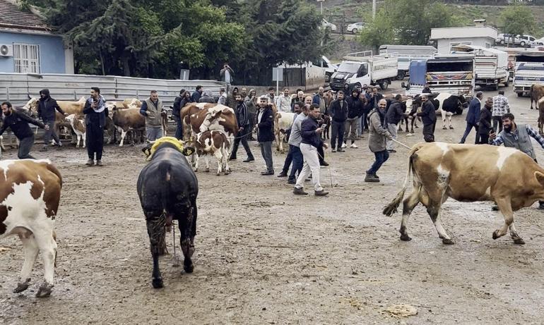 Canlı hayvan borsasında kaçan boğa paniğe neden oldu; o anlar kamerada