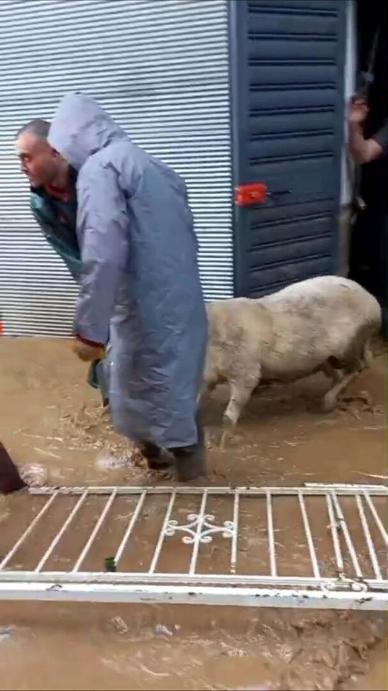 Aydında sağanak ve fırtına; mahsur kalan küçükbaş hayvanlar kurtarıldı