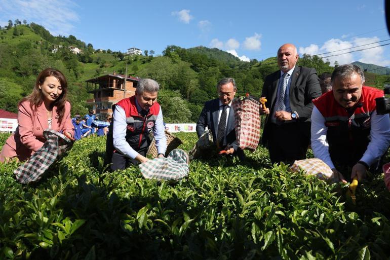 Artvinde çay hasadı başladı