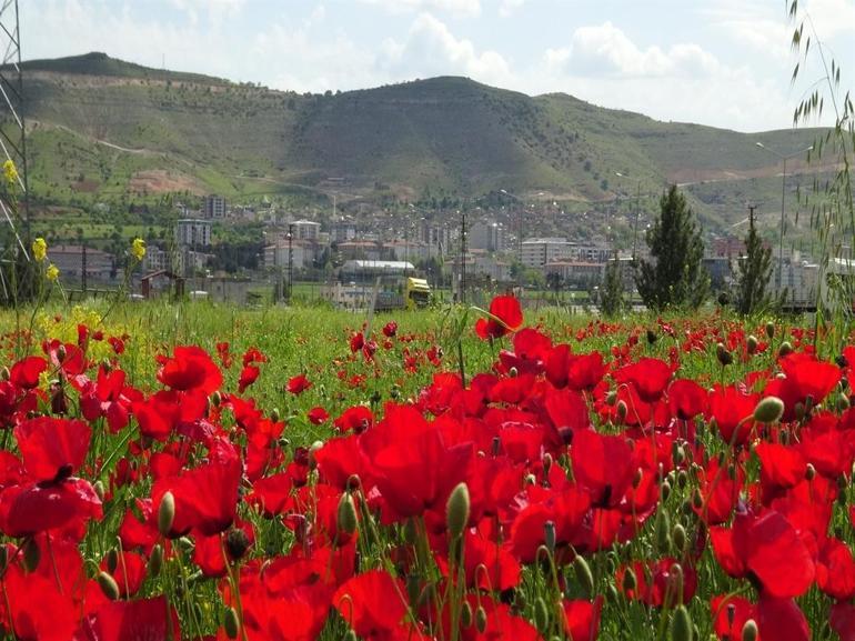 Gercüş’te gelincikler görsel şölen oluşturdu