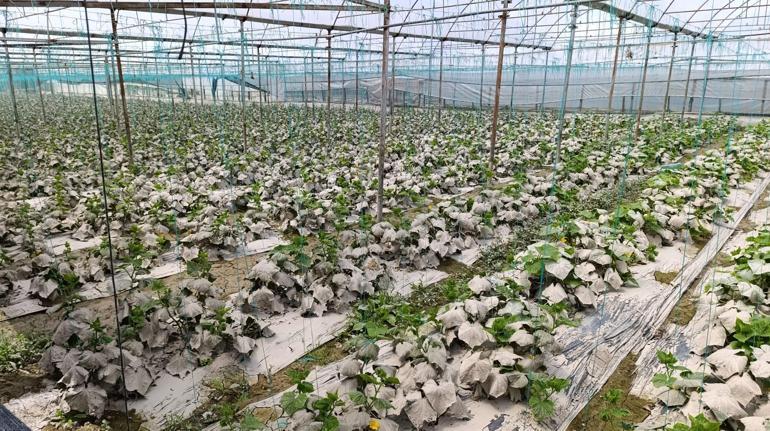 TZOB Genel Başkanı Bayraktar: Amasyada toplam sera alanının yüzde 42si zarar gördü