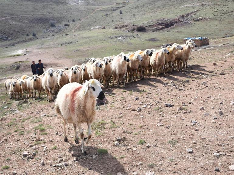 Kurban kesiminde zoonotik bulaş uyarısı; kuduz, tetanoz ve orf hastalığına dikkat