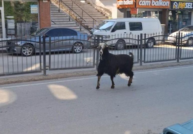 Sahibinin elinden kaçan kurbanlık keçi, uzun uğraşlar sonucu yakalandı
