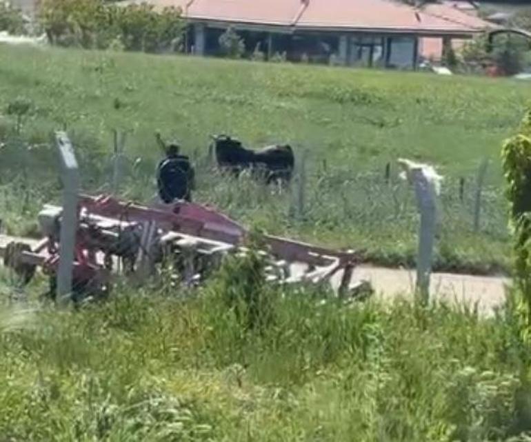 Ankarada kaçan kurbanlıklar kamerada