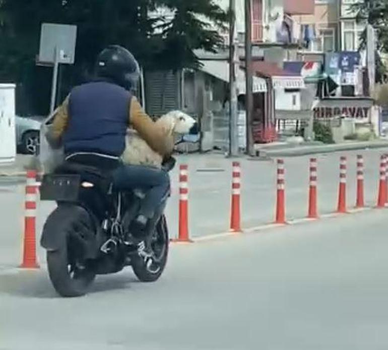 Ankarada kaçan kurbanlıklar kamerada
