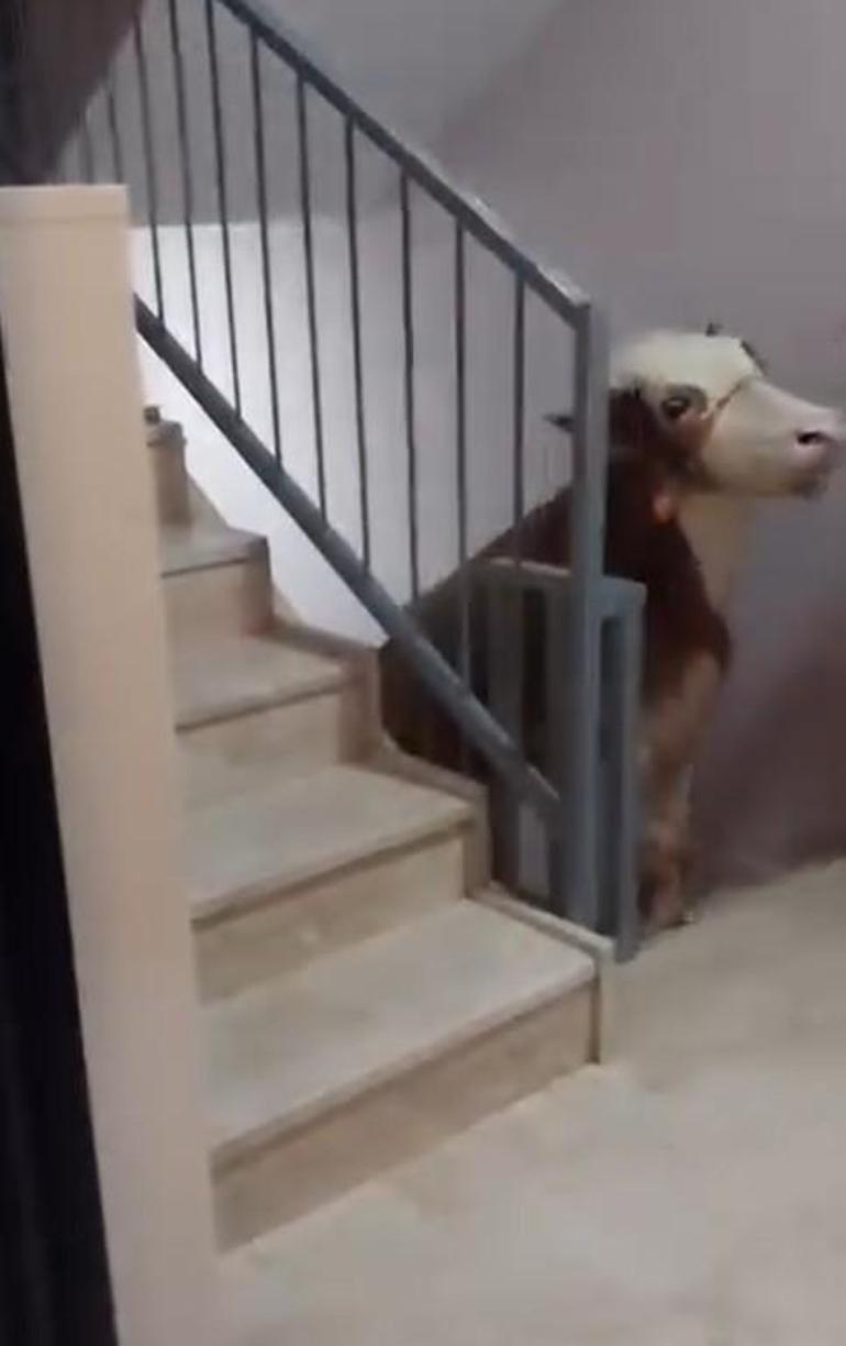 Kurbanlık boğa 6 katlı binanın terasında kesildi