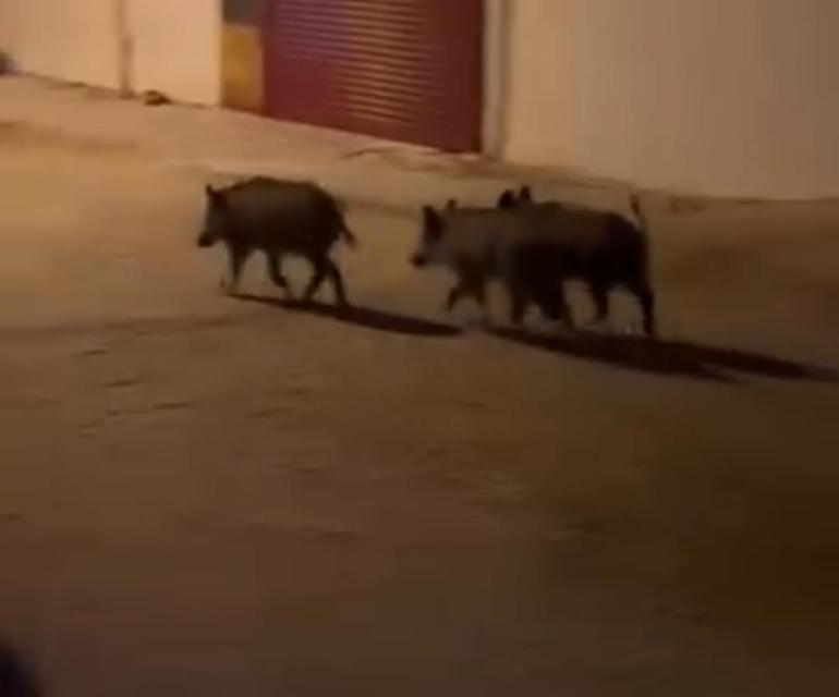 Hatayda domuz sürüsü mahalleye indi