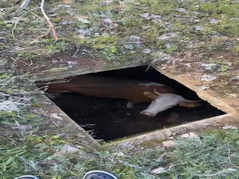 Düştüğü dinamit deposu çukurunda mahsur kalan inek, 8 gün sonra iş makinesiyle kurtarıldı