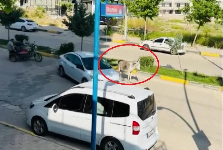 Kara yoluna çıkan başıboş eşek nedeniyle trafik aksadı