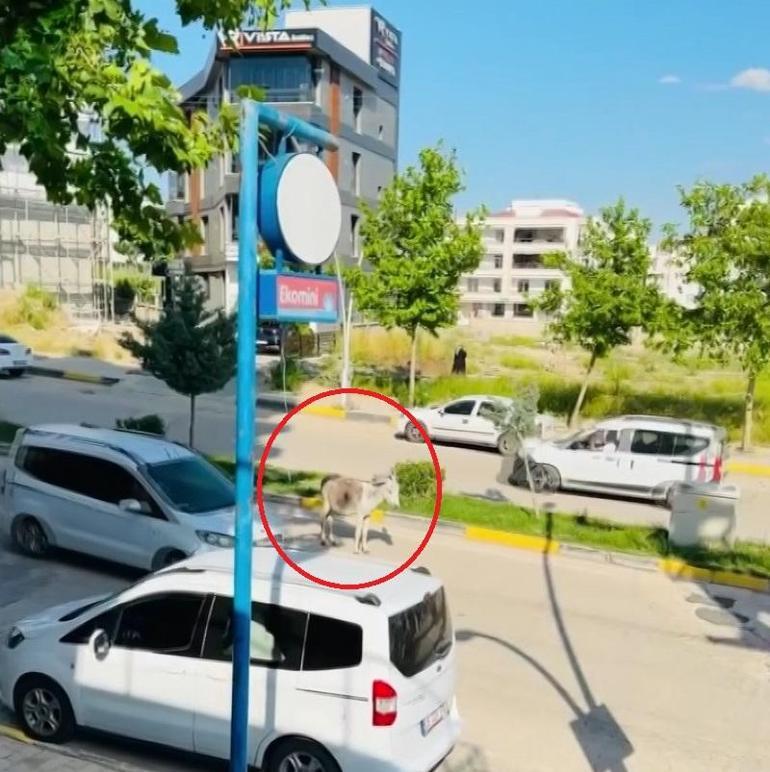 Kara yoluna çıkan başıboş eşek nedeniyle trafik aksadı