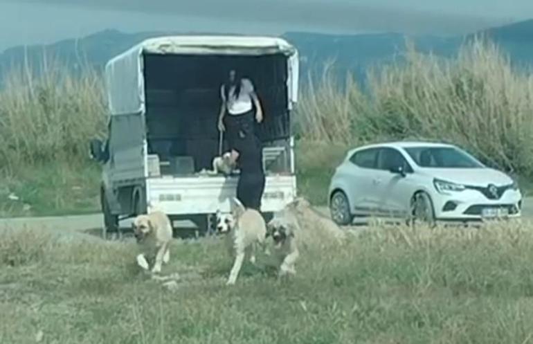Kuşların doğal alanına kamyonetle çok sayıda köpek bıraktılar