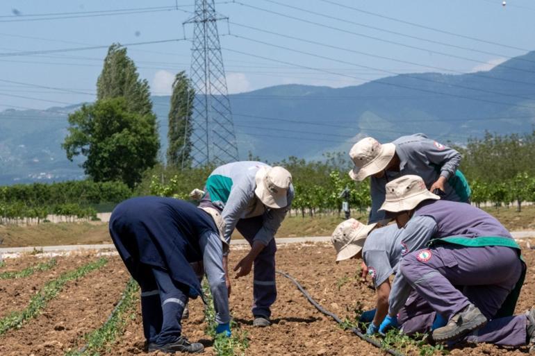 HEKTAŞ Genel Müdürü Terzi: 2026, Türk tarımı için büyüme yılı olacak