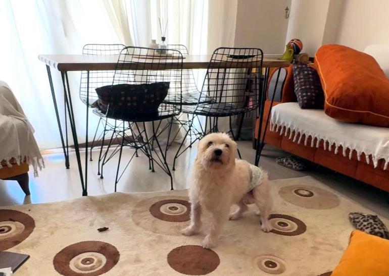 Avcılarda evdeki kedi ve köpekleri mutfağa kapatıp 600 bin liralık hırsızlık yaptılar