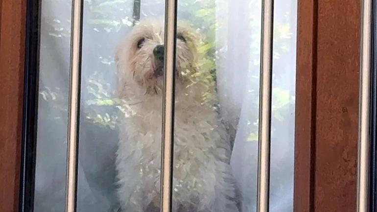 Avcılarda evdeki kedi ve köpekleri mutfağa kapatıp 600 bin liralık hırsızlık yaptılar