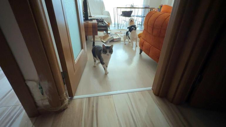 Avcılarda evdeki kedi ve köpekleri mutfağa kapatıp 600 bin liralık hırsızlık yaptılar