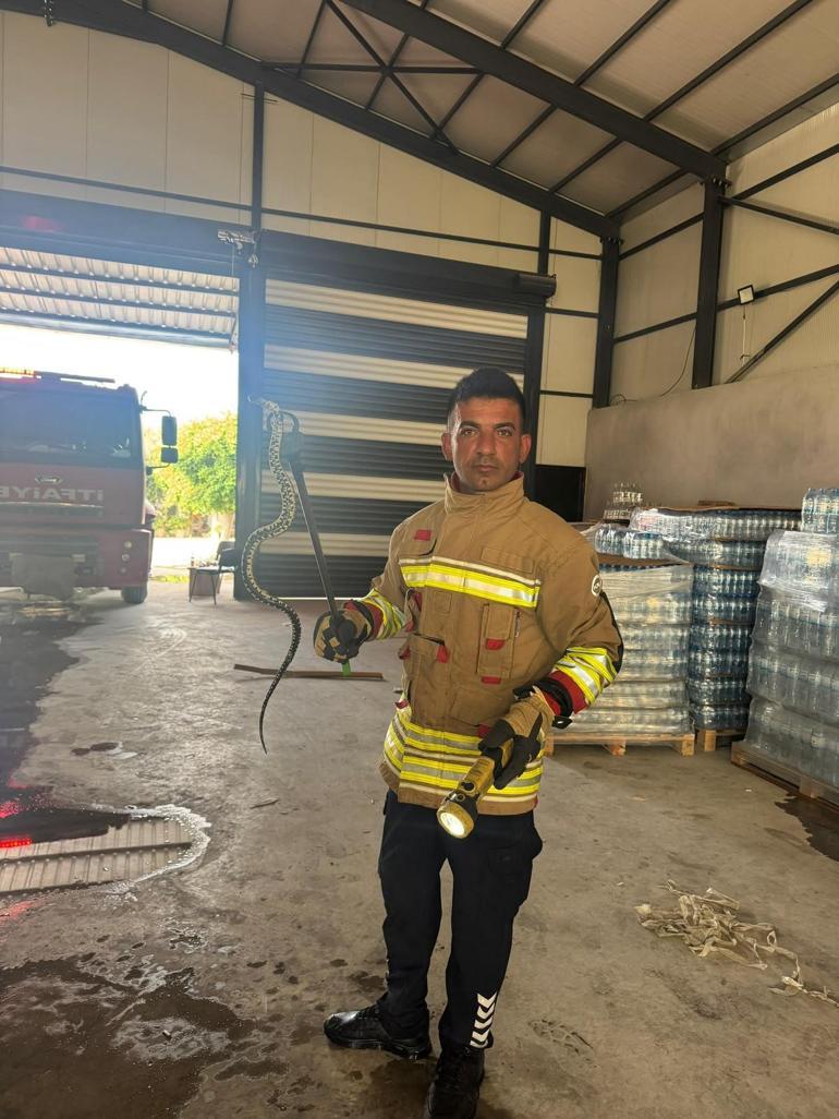 Hafif ticari araca giren yılan paniğe neden oldu; o anlar kamerada