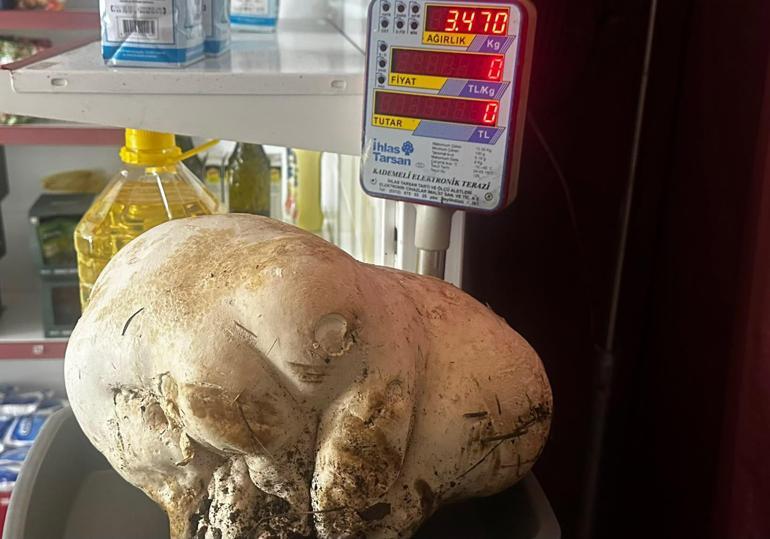 Bahçesinde 3,5 kiloluk mantar buldu