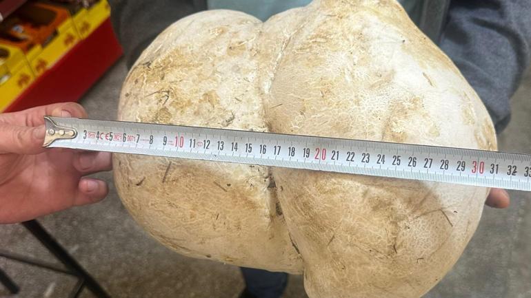 Bahçesinde 3,5 kiloluk mantar buldu
