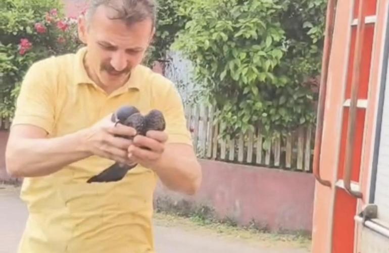 Ayağındaki misina nedeniyle tellere takılan güvercin kurtarılıp, berberde pansumanı yapıldı