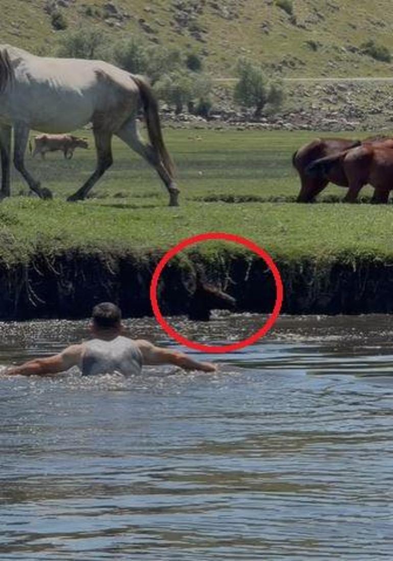 Sazlığa düşen tayı kurtarmak için suya atladı; o anlar kamerada