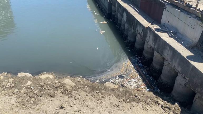 Bakırköy Çırpıcı Deresi’nde toplu balık ölümleri, kötü kokuya neden oldu