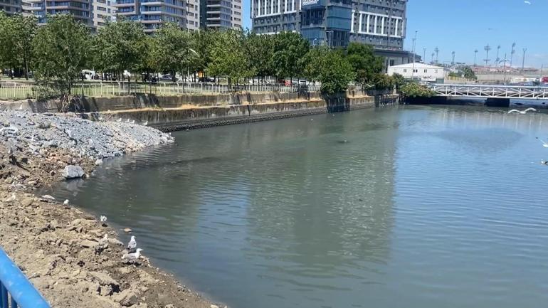 Bakırköy Çırpıcı Deresi’nde toplu balık ölümleri, kötü kokuya neden oldu