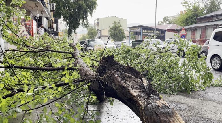 Ardahanda çürüyen ağaç yola devrildi