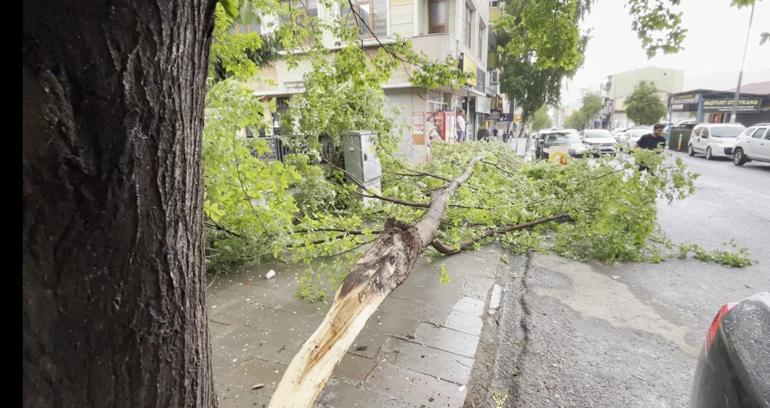 Ardahanda çürüyen ağaç yola devrildi