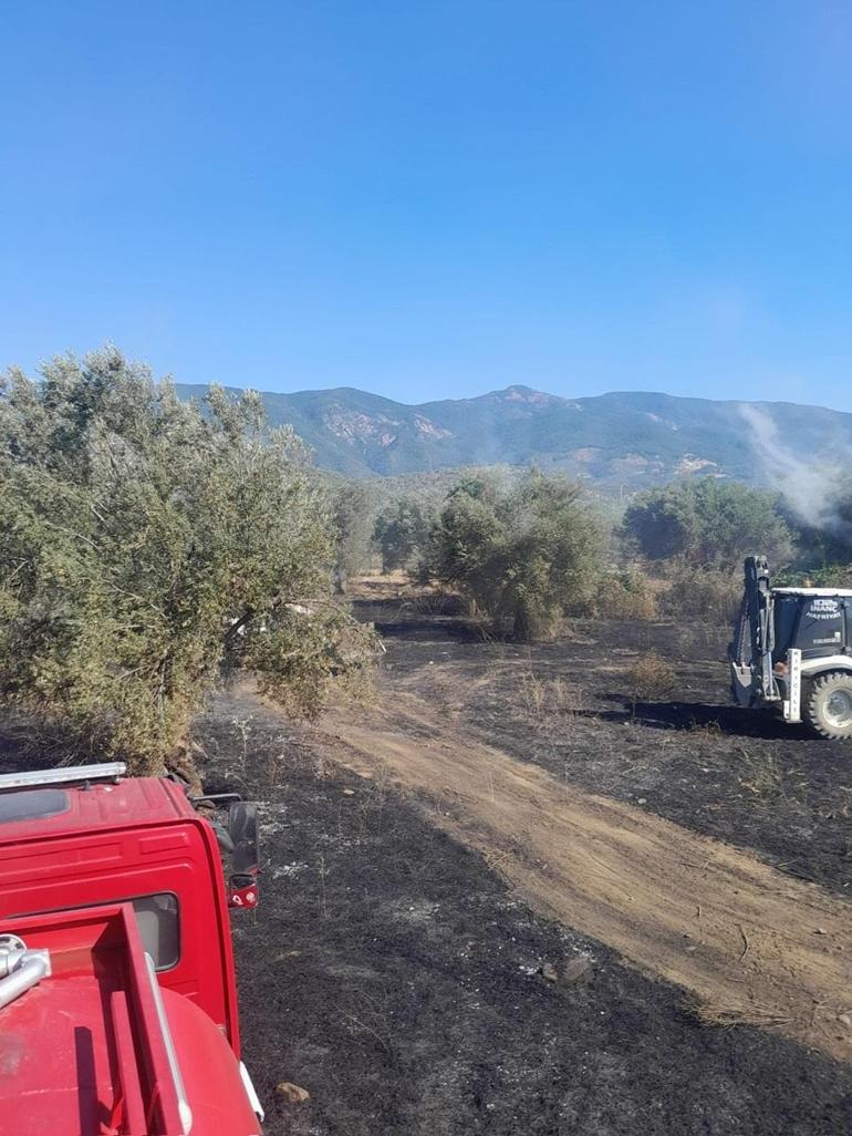Balıkesir’deki zeytinlik yangını kontrol altında