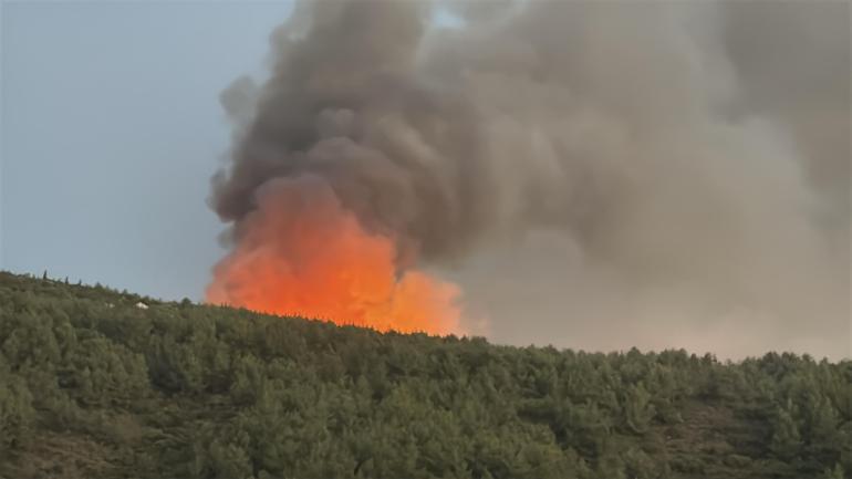 Milasta orman yangını