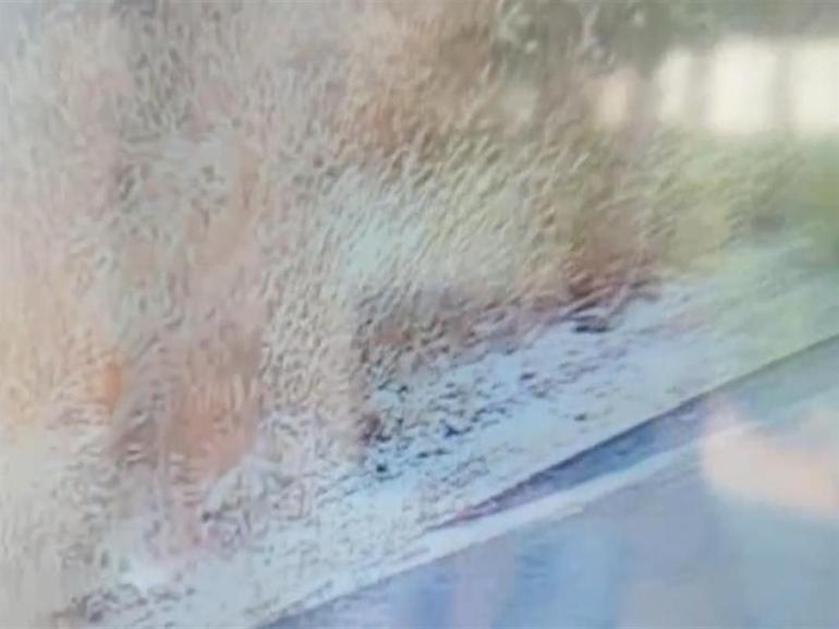 Ankarada otları ateşe verip yangın çıkaran şüpheli tutuklandı