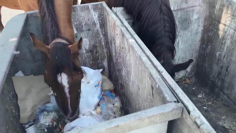 Avcılarda başıboş atlar tehlikeye davetiye çıkarıyor
