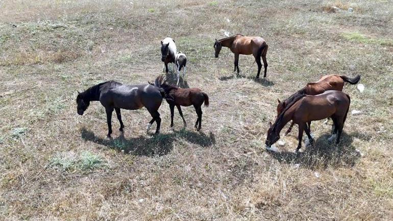 Avcılarda başıboş atlar tehlikeye davetiye çıkarıyor