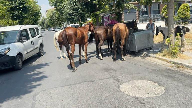 Avcılarda başıboş atlar tehlikeye davetiye çıkarıyor
